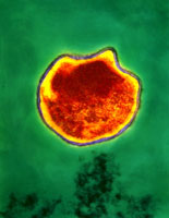Chlamydia_germ